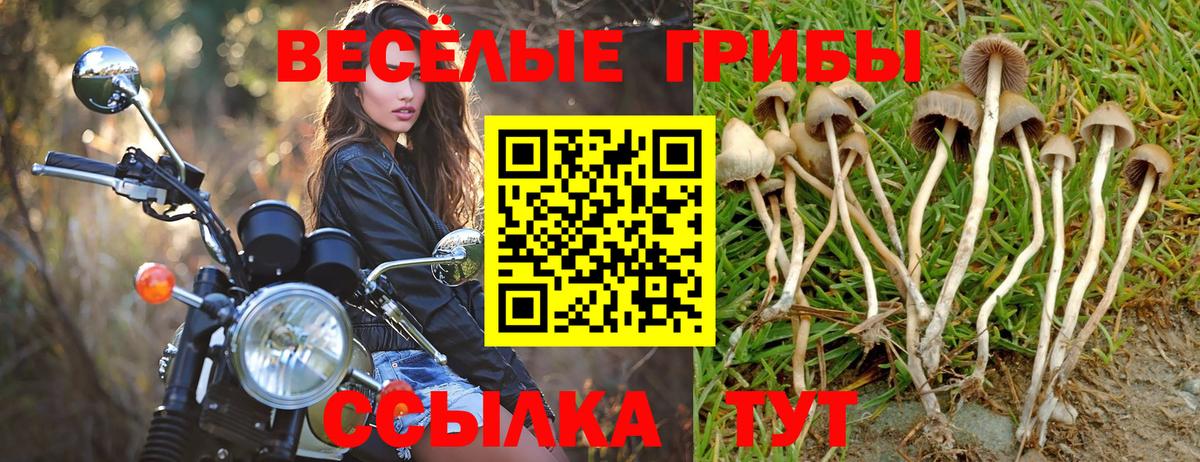 Сердобск  Псилоцибиновые грибы MAGIC MUSHROOMS  Вход с VPN  Псилоцибиновые грибы Psilocybine cubensis 